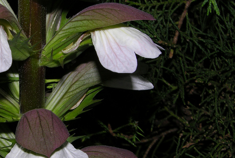 Acanthus mollis